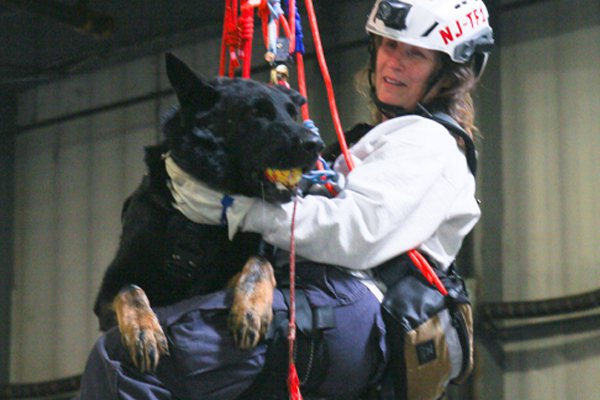 Flint, un Berger Allemand récompensé par l’AKC pour son courage