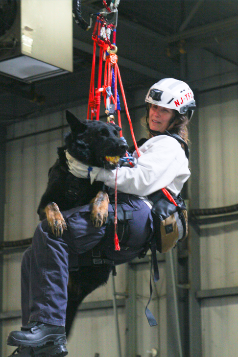 Flint, un Berger Allemand récompensé par l’AKC pour son courage