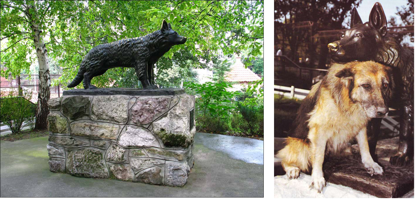 L'histoire légendaire de Gabi, la gardienne du zoo de Belgrade.