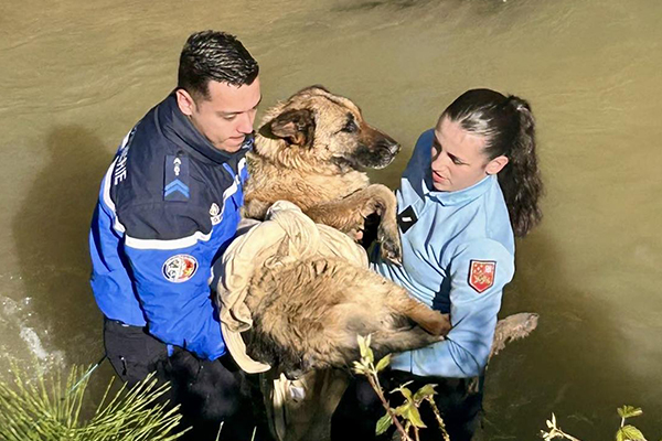 Un berger allemand sauvé par les gendarmes de Marmande