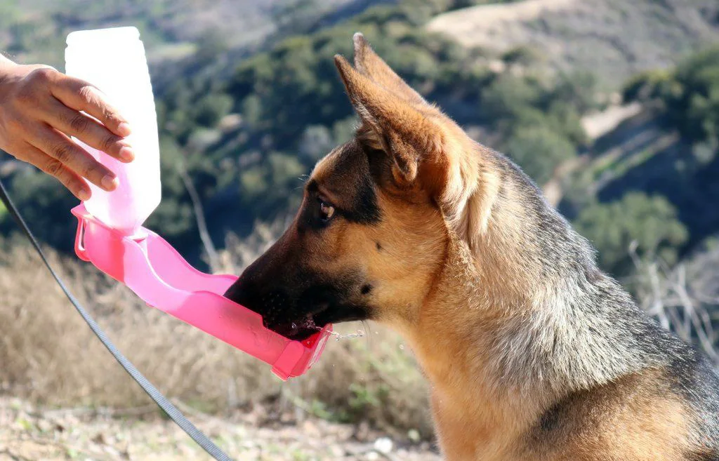 chien qui boit avec une gourde spécial pour chien