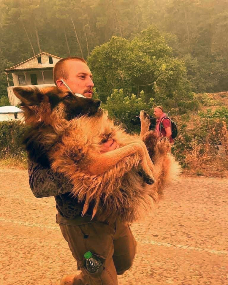 Incendies en Eubée : la photo d’un berger allemand sauvé des flammes redevient virale