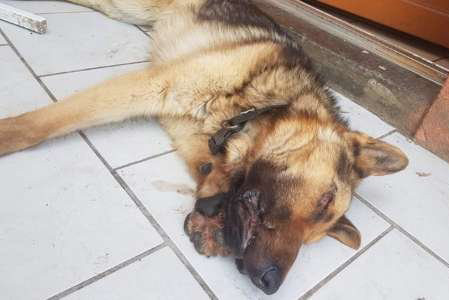 Pétition Justice pour Hatchi, torturé par sa maîtresse !