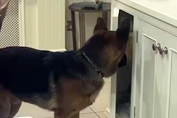 Friandises en self-service pour Hunter