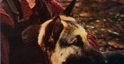 1972 l appel de la foret