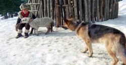 1972 le loup solitaire