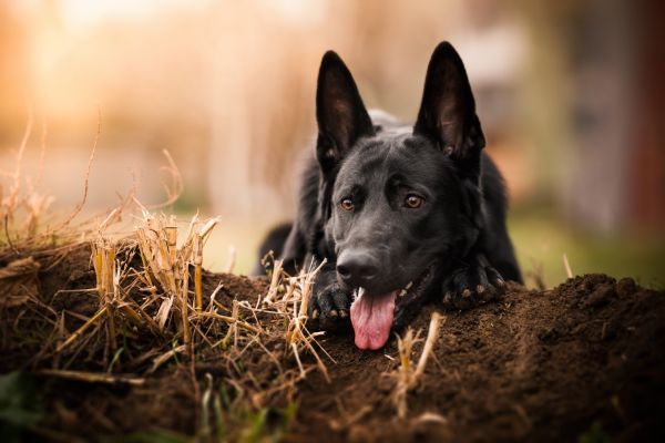fond ecran berger allemand