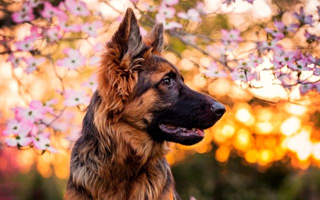 fond ecran berger allemand