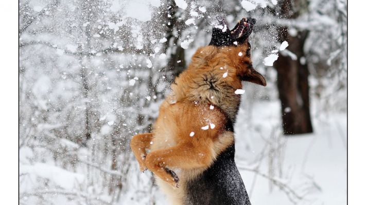 fond ecran berger allemand