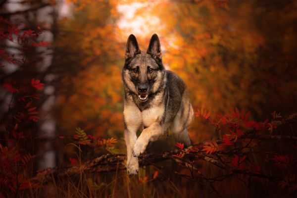 fond ecran berger allemand