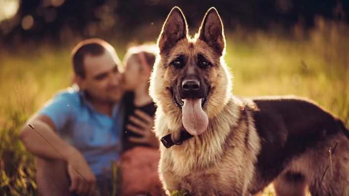 fond ecran berger allemand