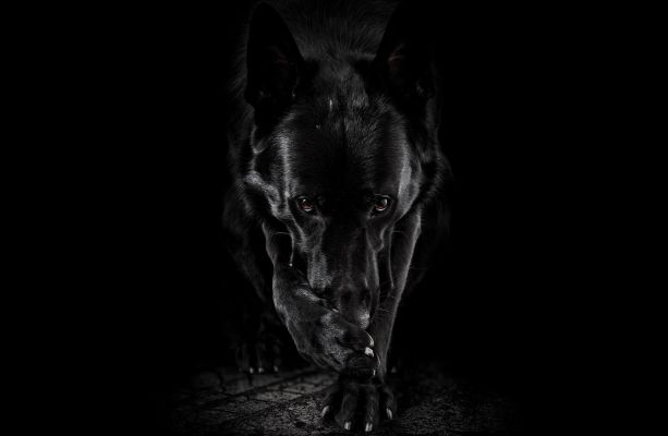 fond ecran berger allemand