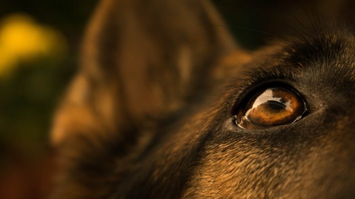 fond ecran berger allemand