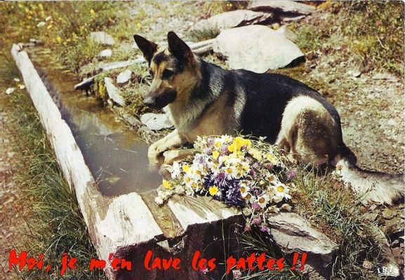 carte postale berger allemand