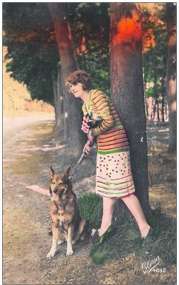 carte postale berger allemand