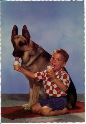 carte postale berger allemand