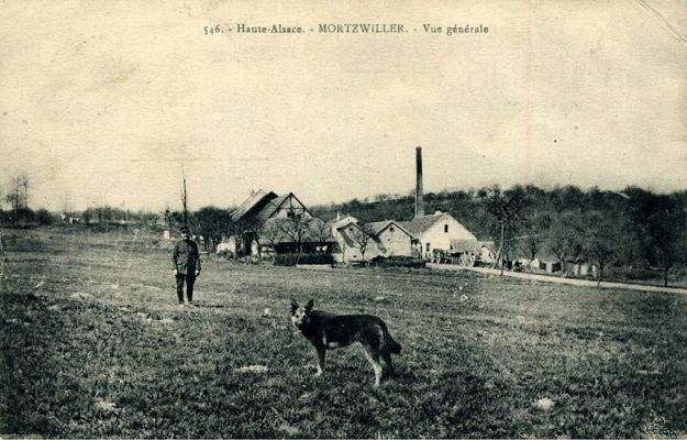 carte postale berger allemand