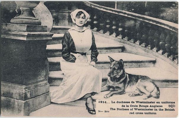 carte postale berger allemand