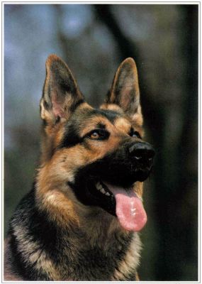 carte postale berger allemand