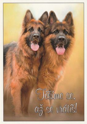 carte postale berger allemand