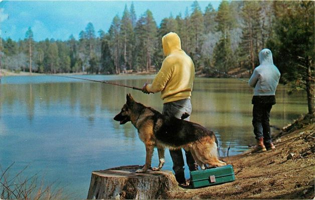 carte postale berger allemand