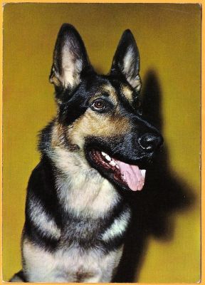 carte postale berger allemand
