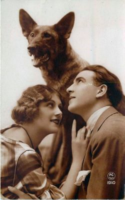 carte postale berger allemand