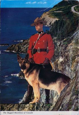 carte postale berger allemand