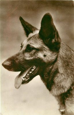 carte postale berger allemand