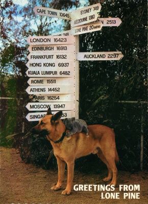 carte postale berger allemand