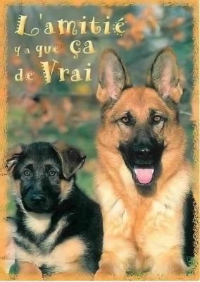 carte postale berger allemand