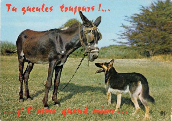 carte postale berger allemand