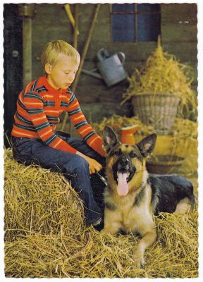 carte postale berger allemand