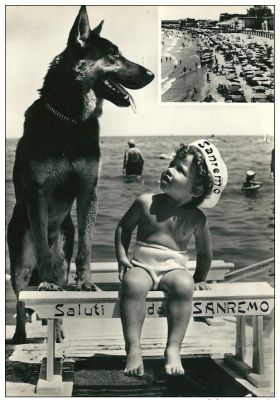 carte postale berger allemand