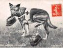 carte postale berger allemand