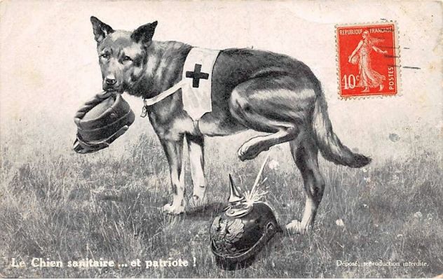 carte postale berger allemand