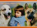 carte postale berger allemand