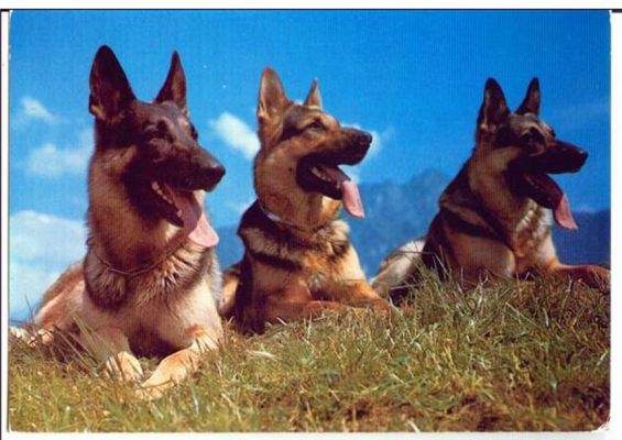 carte postale berger allemand