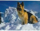 carte postale berger allemand
