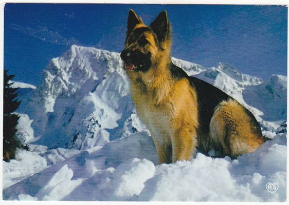 carte postale berger allemand