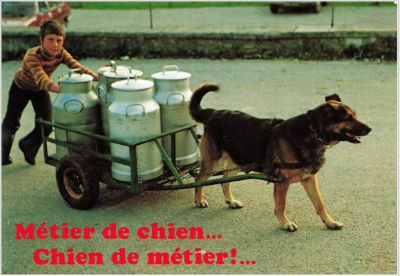 carte postale berger allemand