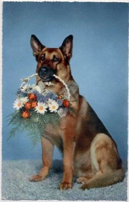 carte postale berger allemand