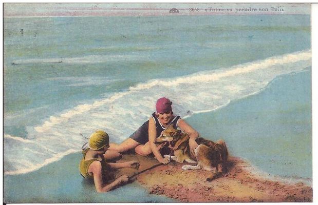 carte postale berger allemand