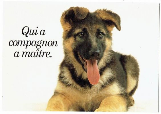 carte postale berger allemand