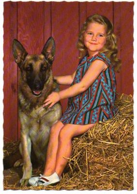 carte postale berger allemand