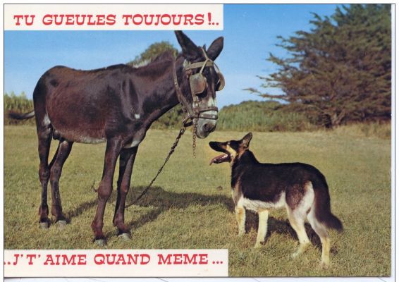 carte postale berger allemand