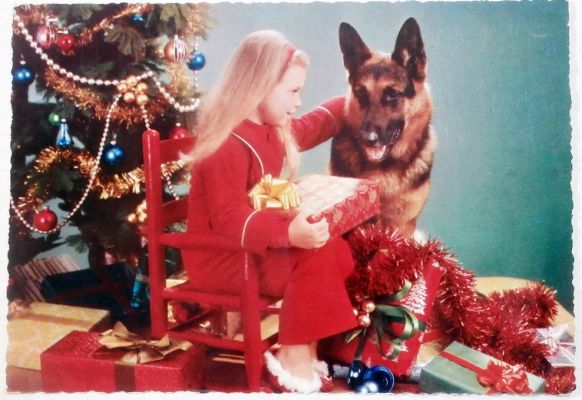 carte postale berger allemand