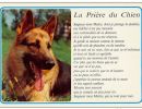 carte postale berger allemand