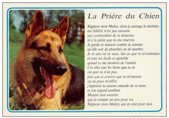 carte postale berger allemand