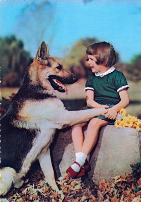 carte postale berger allemand